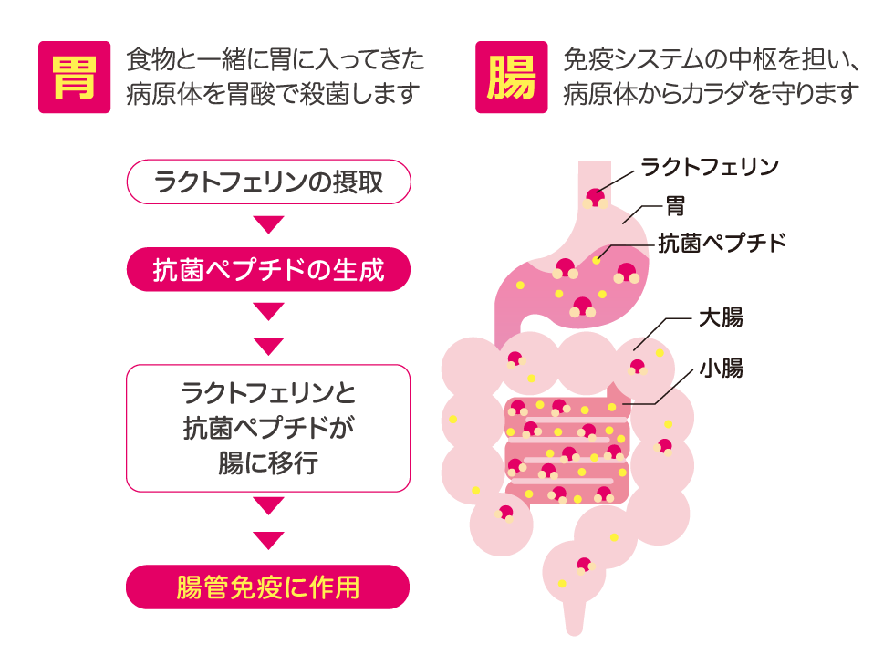 ベネシード　胃と腸の働き
