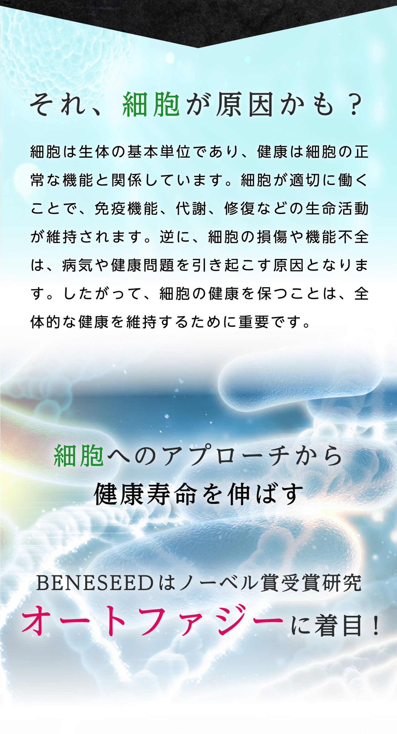 ベネシード 健康寿命 オートファジー