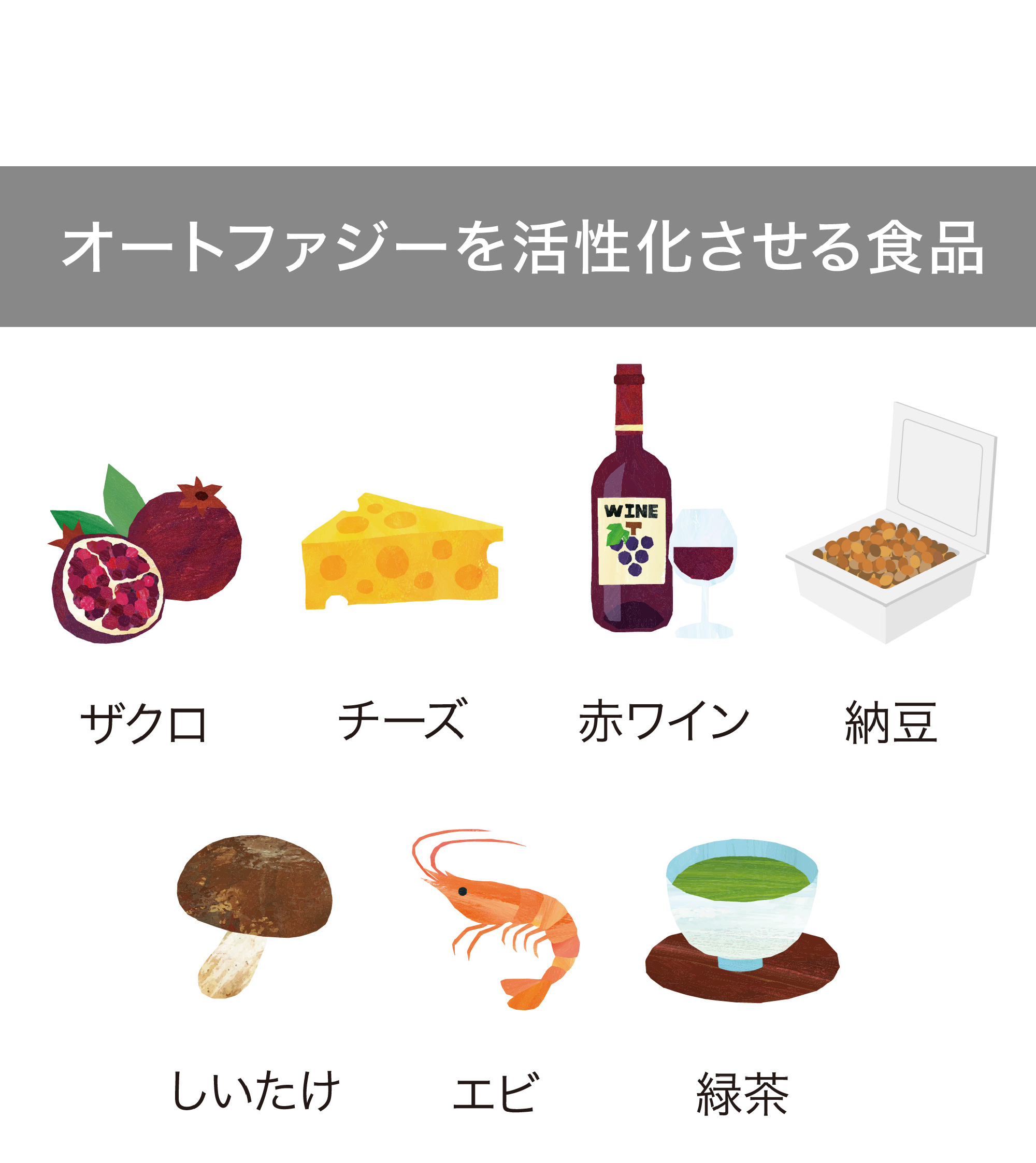 ベネシード オートファジーを活性化させる食品