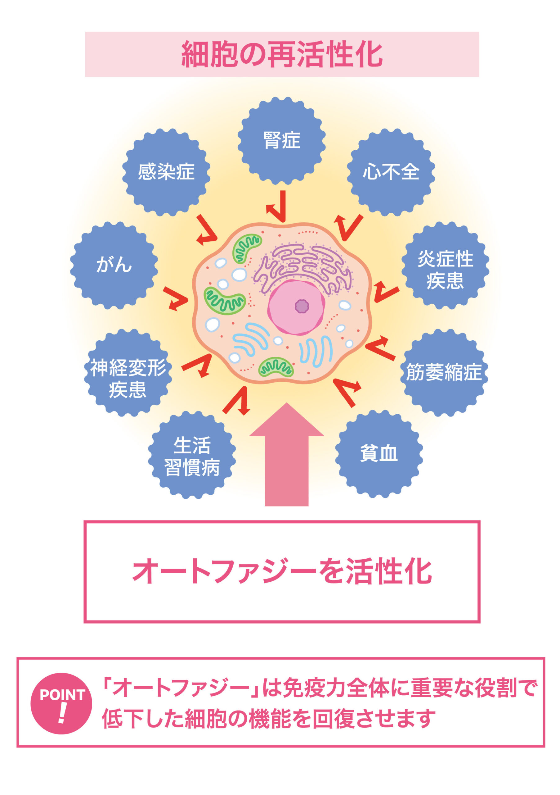 ベネシード オートファジー 細胞の再活性化