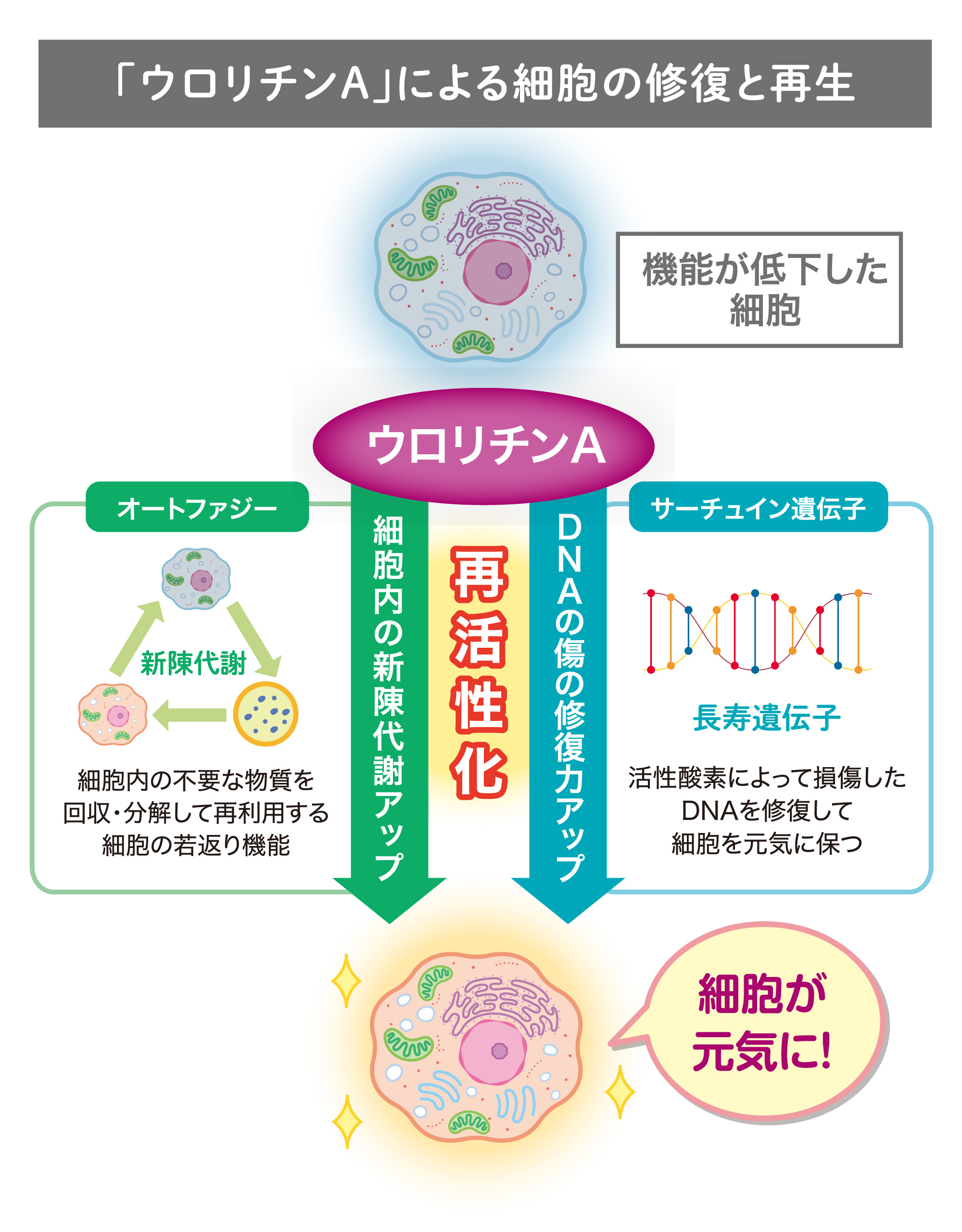 ベネシード　オートファジー　ウロリチンAによる細胞の修復と再生