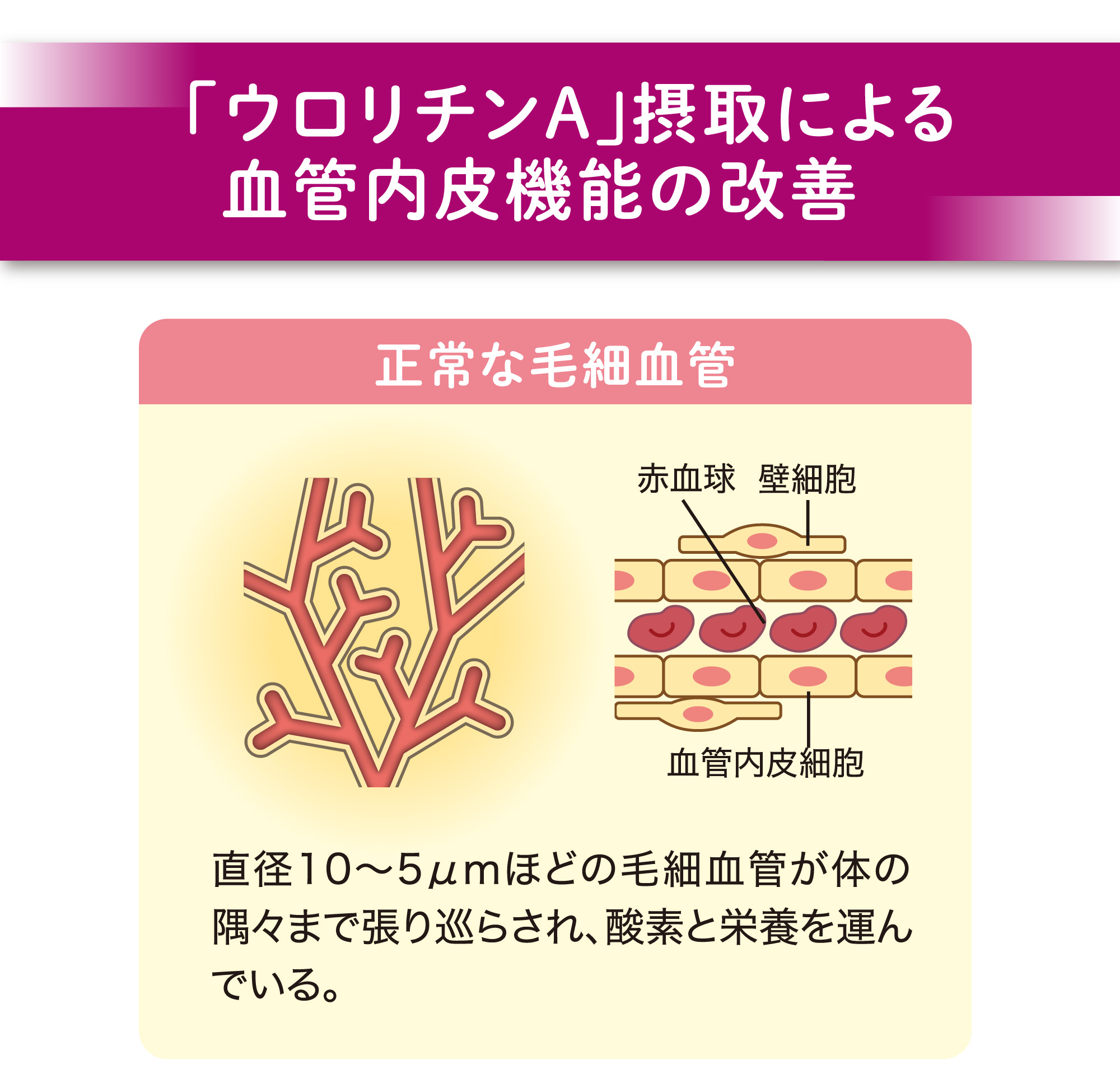 ベネシード　オートファジー　ウロリチンA摂取による血管内皮機能の改善