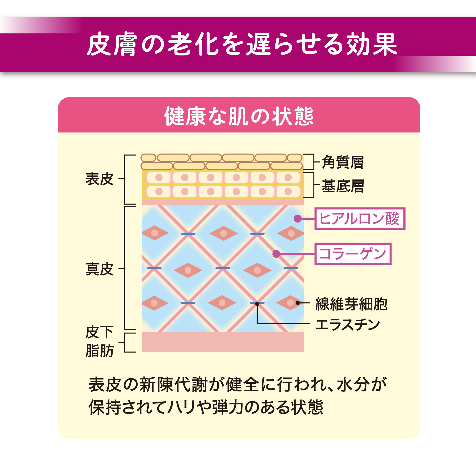 ベネシード　オートファジー　ウロリチンA　皮膚の老化を遅らせる効果