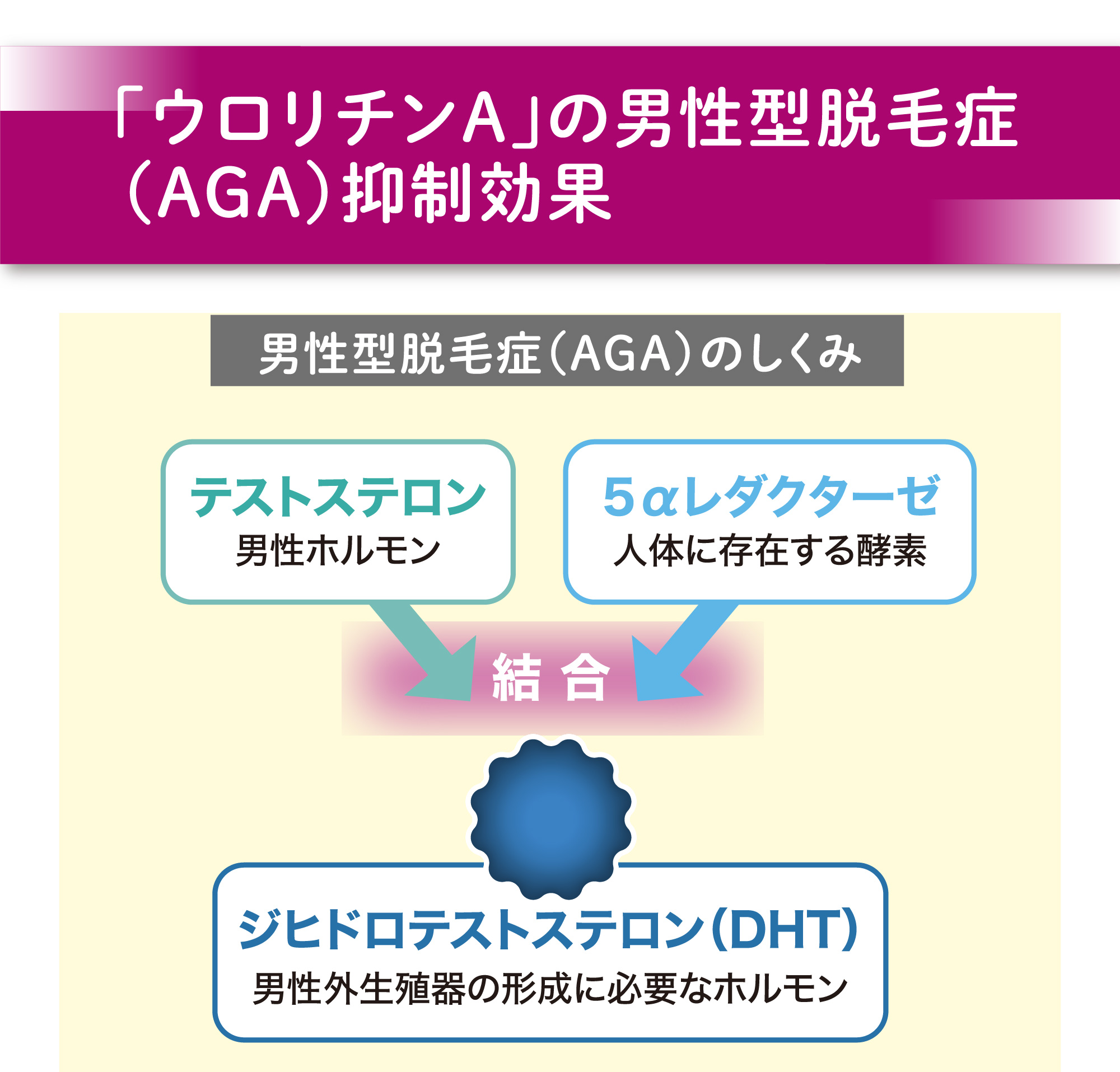 ベネシード　オートファジー　ウロリチンAの男性型脱毛症（AGA）抑制効果