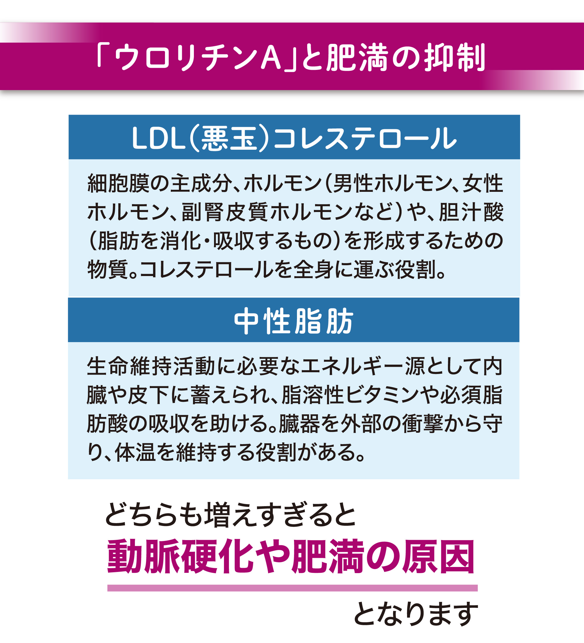 ベネシード　オートファジー　ウロリチンAと肥満の抑制