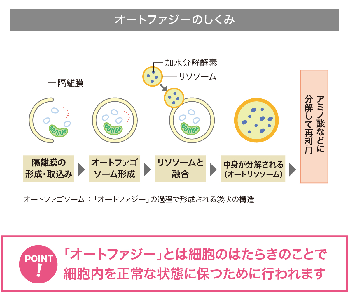 ベネシード オートファジーのしくみ