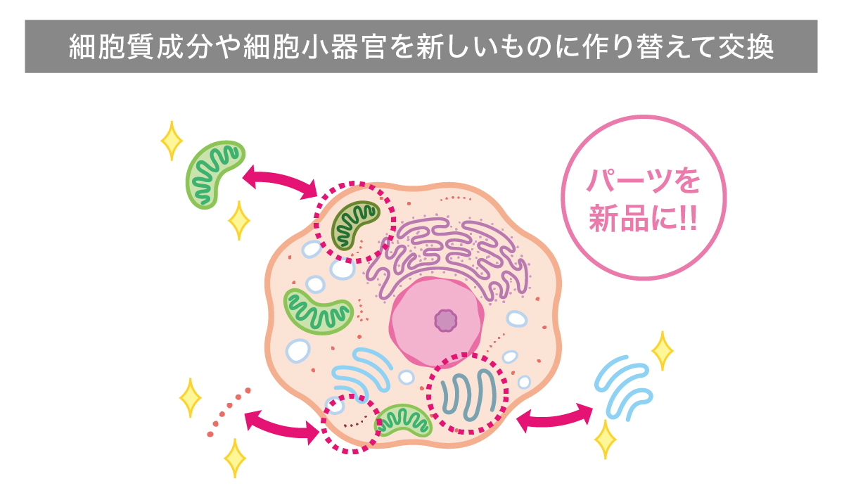 ベネシード オートファジー 細胞質成分や細胞小器官を新しいものに作り替えて交換
