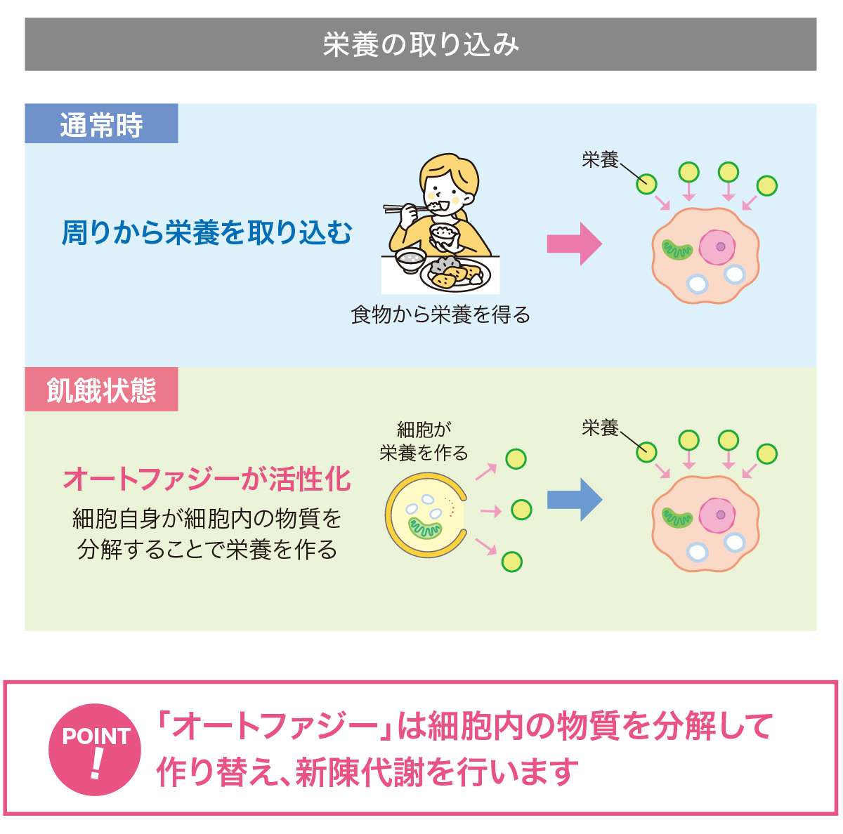 ベネシード オートファジー 栄養の取り込み