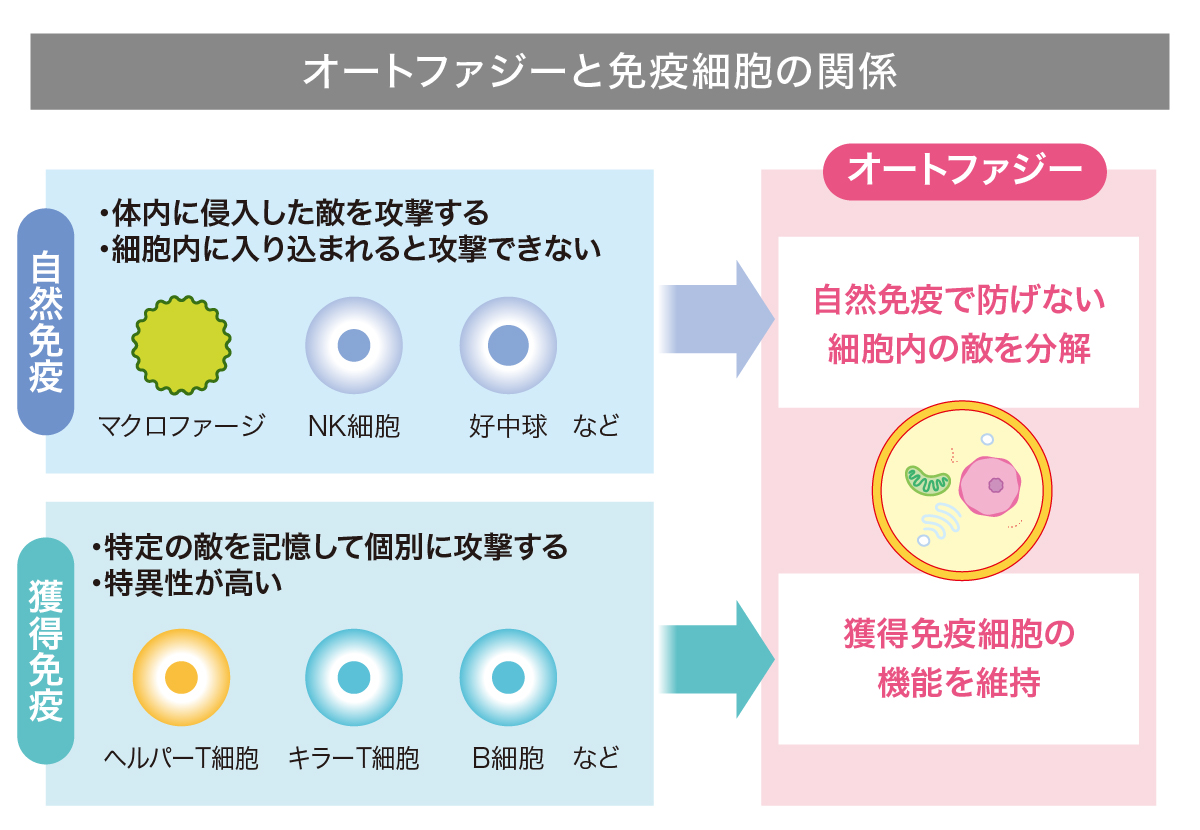 ベネシード オートファジーと免疫細胞の関係