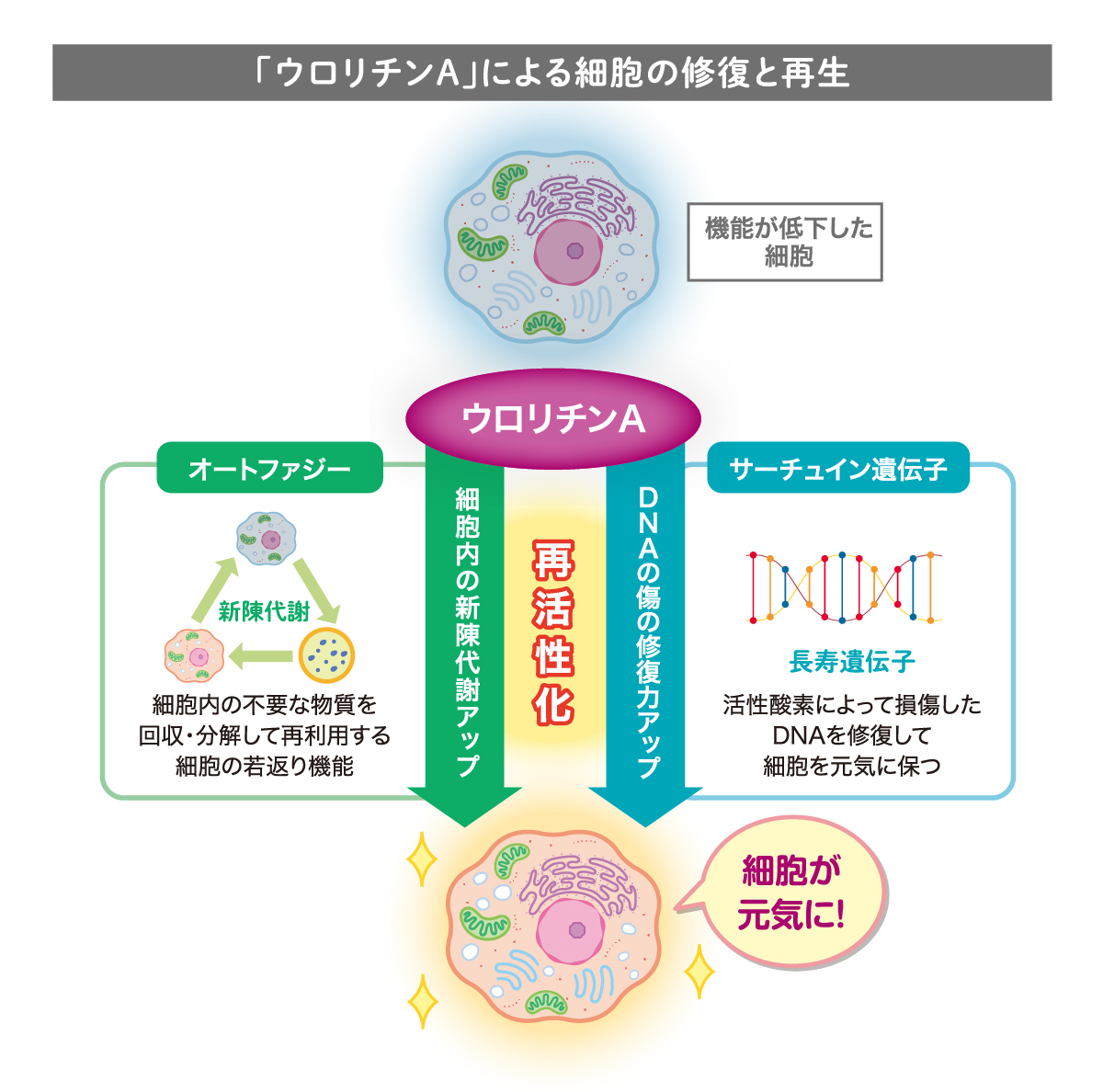 ベネシード ウロリチンAによる細胞の修復と再生 オートファジー