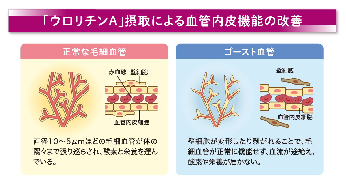 ベネシード ウロリチンA摂取による血管内皮機能の改善 オートファジー