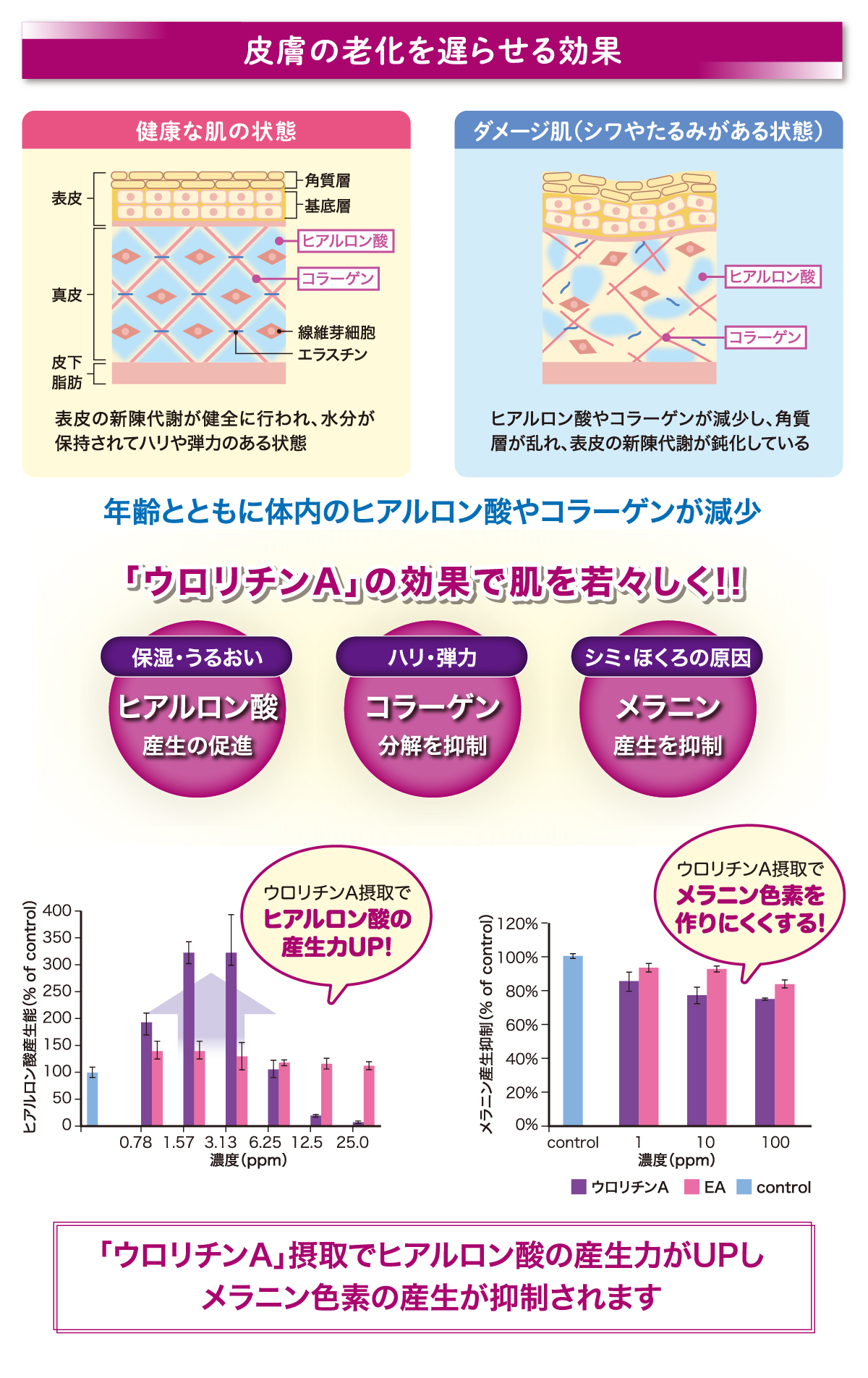 ベネシード ウロリチンA 皮膚の老化を遅らせる効果 オートファジー