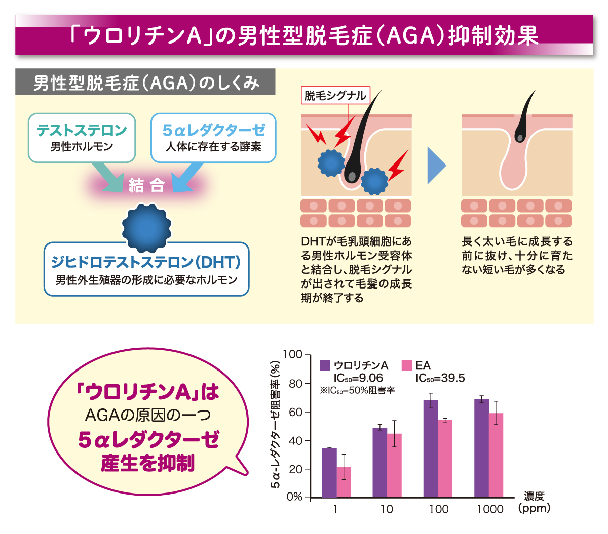 ベネシード ウロリチンAの男性型脱毛症(AGA)抑制効果 オートファジー