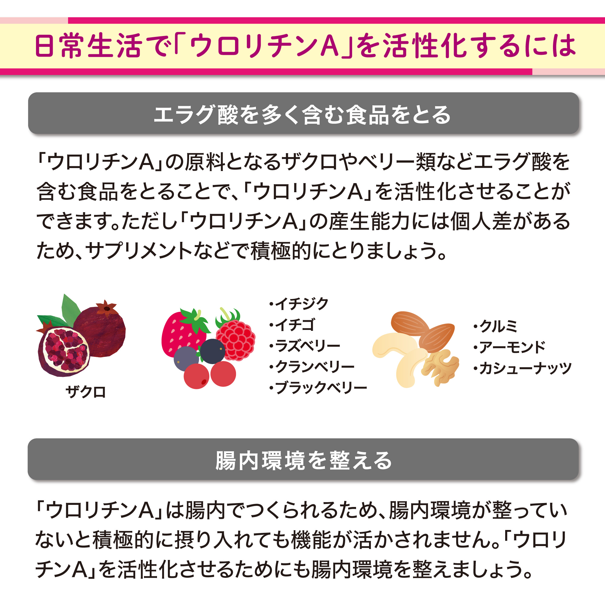 ベネシード　オートファジー　ウロリチンAを活性化するには