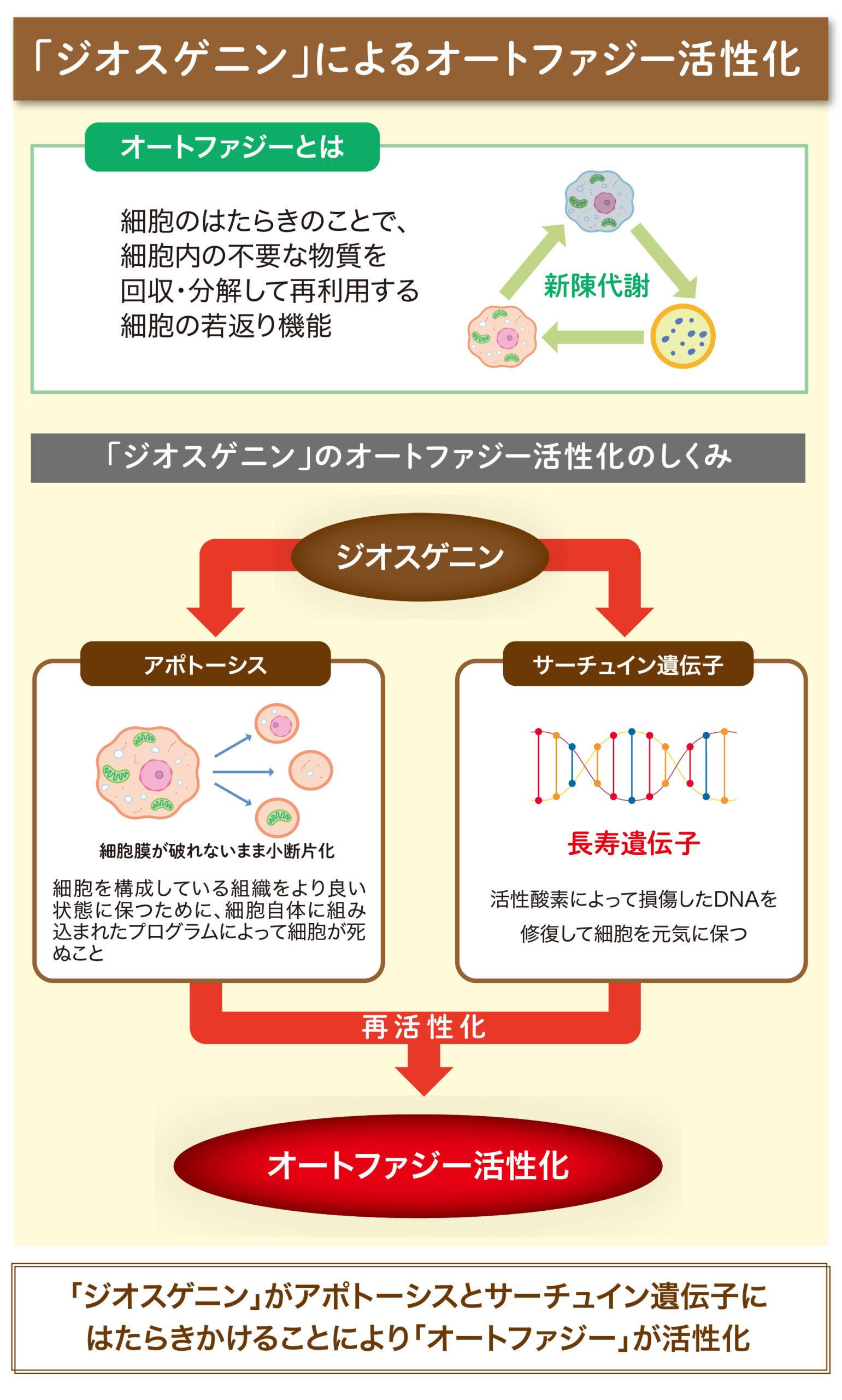 ベネシード ジオスゲニンによるオートファジー活性化